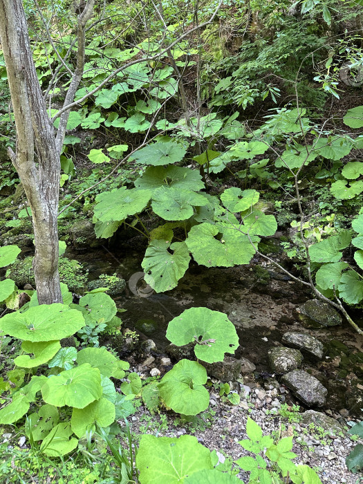 Скачать Листья у воды фотосток Ozero