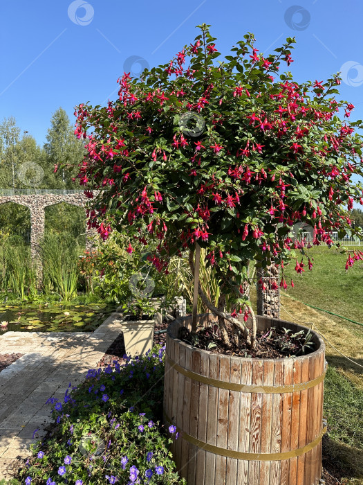 Скачать Цветущие растения фотосток Ozero