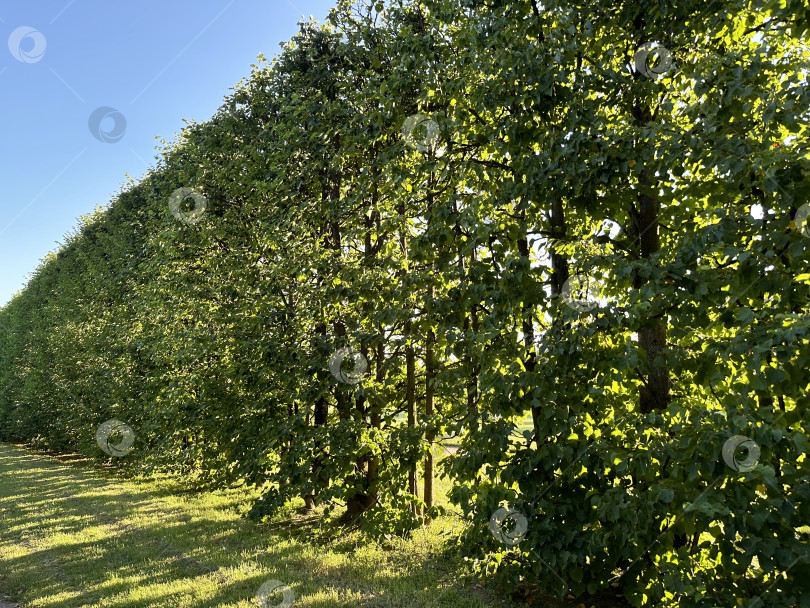 Скачать Летний день фотосток Ozero