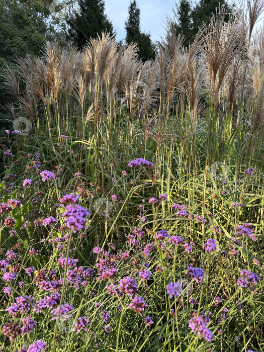 Скачать Поле цветов фотосток Ozero