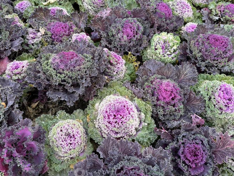 Скачать Декоративная капуста фотосток Ozero