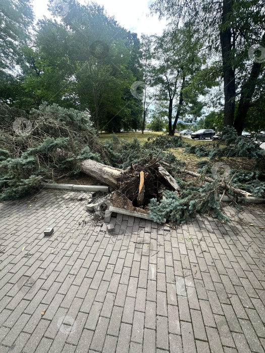 Скачать Упавшее дерево фотосток Ozero