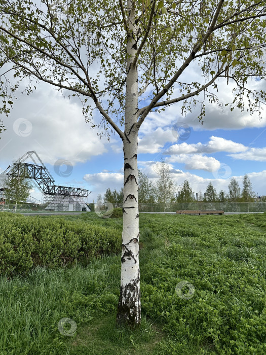 Скачать Береза фотосток Ozero