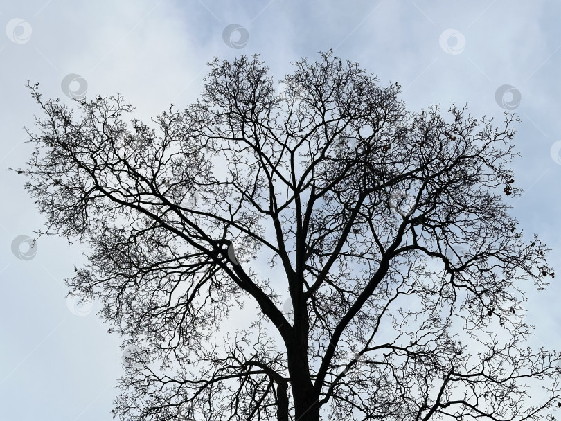 Скачать Голое дерево фотосток Ozero