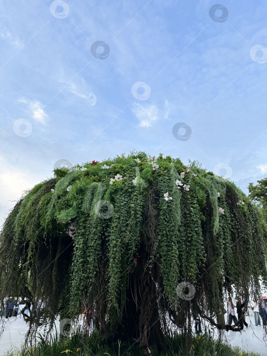 Скачать Райское древо фотосток Ozero