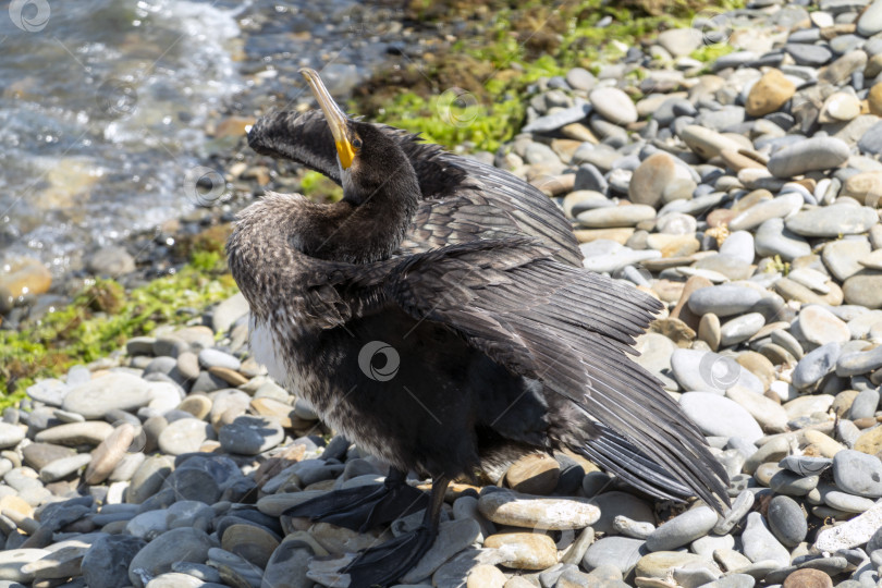 Скачать Большой баклан сидит на берегу Черного моря, расправляя и суша крылья, демонстрируя прибрежную дикую природу и естественную приморскую среду обитания. фотосток Ozero