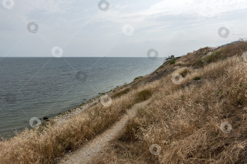 Скачать Панорамный вид на море со скалистого склона холма с соснами под ясным голубым летним небом фотосток Ozero