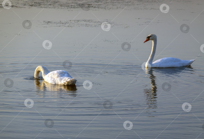 Скачать Два прекрасных белых лебедя плывут вместе по спокойной воде вдоль побережья Черного моря, символизируя природу, изящество, дикую природу и умиротворяющие приморские пейзажи фотосток Ozero