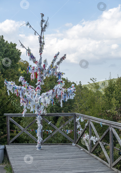 Скачать Дерево, увитое разноцветными лентами на мемориальном месте в Абрау-Дюрсо, Россия, символизирующее пожелания, память и традиции, в окружении природных пейзажей и на открытом воздухе фотосток Ozero