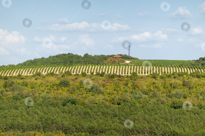 Скачать Залитые солнцем виноградники в Новороссийске, Россия, летом, с зелеными виноградными лозами и голубым небом, демонстрирующие природный ландшафт, сельское хозяйство и сезонные пейзажи фотосток Ozero
