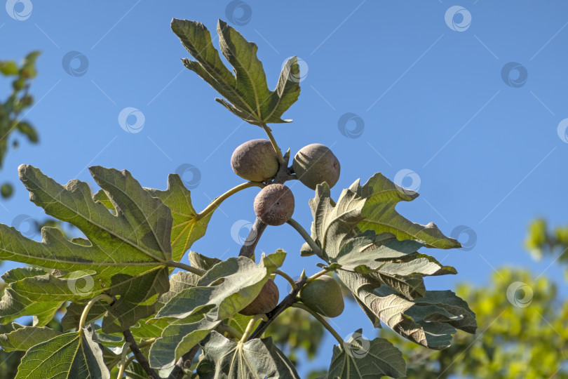 Скачать Спелые плоды инжира с зелеными листьями крупным планом на фоне неба, демонстрирующие природные пейзажи сада, свежие фрукты и растения на открытом воздухе. фотосток Ozero