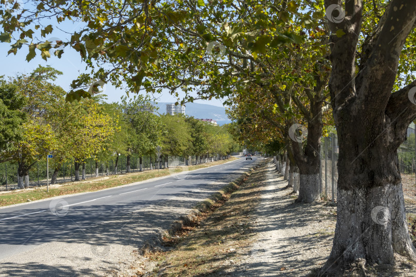 Скачать Дорога из Мысхако в Новороссийск с деревьями по обочинам, проезжающими машинами и открытым небом, олицетворяющая повседневные путешествия, транспорт и пригородный пейзаж фотосток Ozero