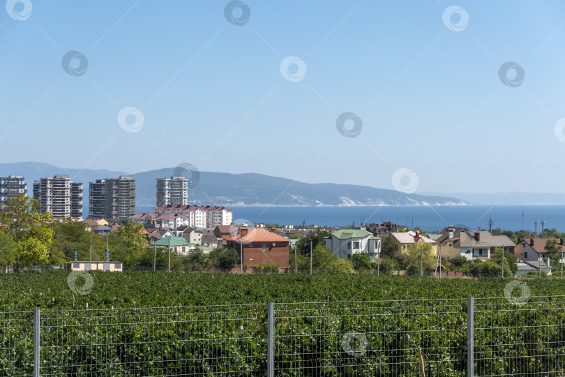 Скачать Залитые солнцем виноградники в Новороссийске, Россия, летом, с зелеными виноградными лозами и голубым небом, демонстрирующие природный ландшафт, сельское хозяйство и сезонные пейзажи фотосток Ozero