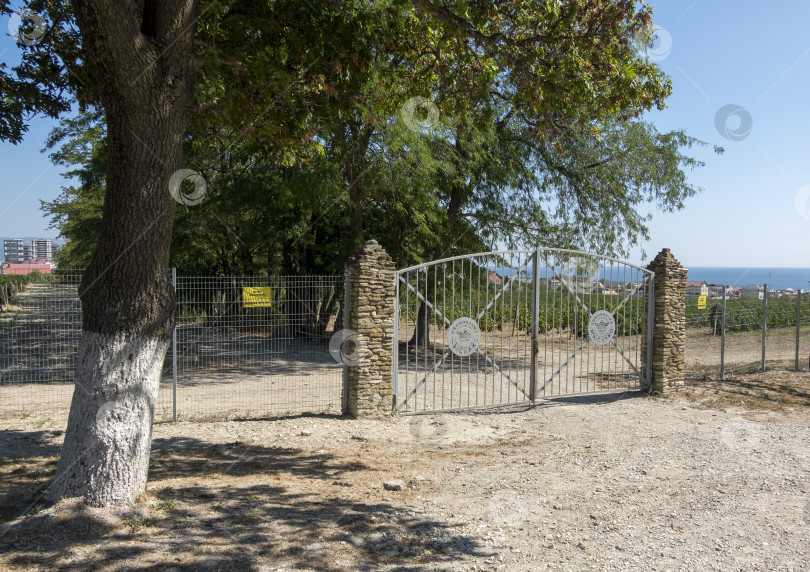 Скачать 24 августа 2025 года: Въезд на виноградники винодельни "Мысхако" близ Новороссийска, Россия, с зелеными виноградными лозами и небом, иллюстрирующими производство вина, сельское хозяйство и региональную самобытность. фотосток Ozero