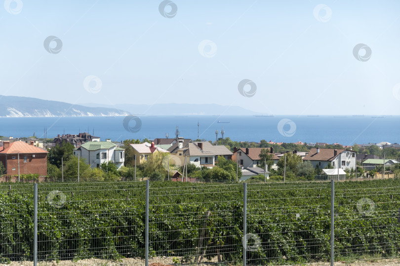 Скачать Залитые солнцем виноградники в Новороссийске, Россия, летом, с зелеными виноградными лозами и голубым небом, демонстрирующие природный ландшафт, сельское хозяйство и сезонные пейзажи фотосток Ozero