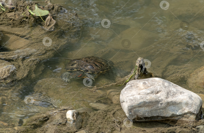 Скачать Красноухая черепаха-ползунок плавает в пресноводном озере, представляя дикую природу и водных обитателей в естественной среде на открытом воздухе фотосток Ozero
