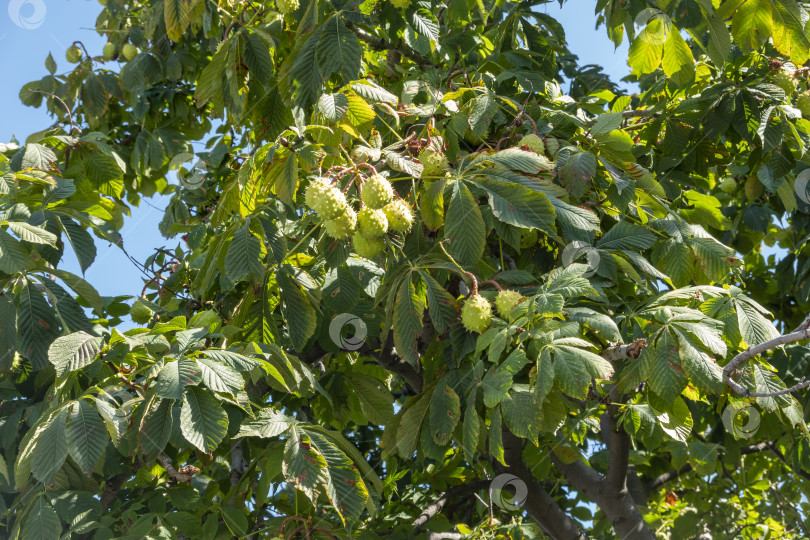 Скачать Каштановое дерево с зелеными круглыми колючими плодами и свежими листьями, растущее на открытом воздухе в естественных условиях, олицетворяющее летнюю растительность, растения и сезонные особенности природы фотосток Ozero