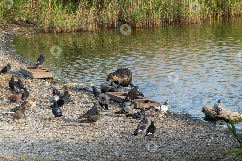 Скачать Нутрия, сидящая на мелководье с голубями возле кормушки на Суджукской косе в Черном море, демонстрирует прибрежную дикую природу, взаимодействие животных и естественную приморскую среду обитания. фотосток Ozero