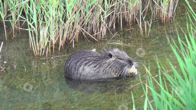 Скачать Нутрия, сидящая на мелководье с голубями возле кормушки на Суджукской косе в Черном море, демонстрирует прибрежную дикую природу, взаимодействие животных и естественную приморскую среду обитания. фотосток Ozero