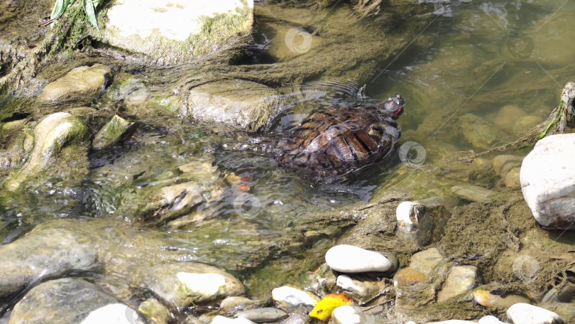 Скачать Красноухая черепаха-ползун, плавающая в пресноводном озере, представляет дикую природу и водных обитателей в естественной среде на открытом воздухе фотосток Ozero