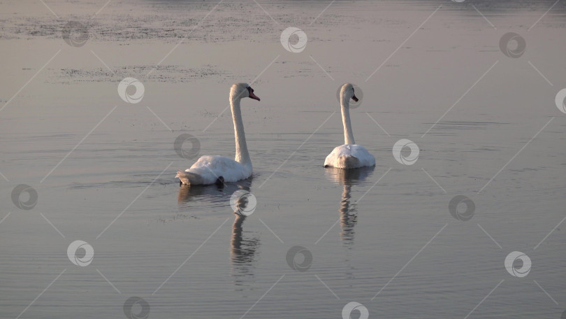 Скачать Два прекрасных белых лебедя плывут вместе по спокойной воде вдоль побережья Черного моря, символизируя природу, изящество, дикую природу и умиротворяющие приморские пейзажи фотосток Ozero