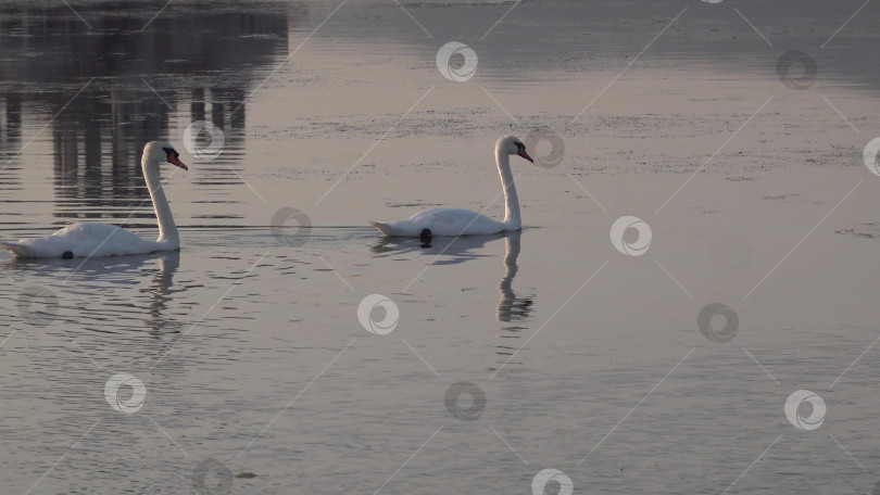 Скачать Два прекрасных белых лебедя плывут вместе по спокойной воде вдоль побережья Черного моря, символизируя природу, изящество, дикую природу и умиротворяющие приморские пейзажи фотосток Ozero
