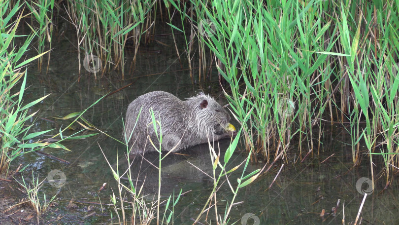 Скачать Нутрия, сидящая на мелководье с голубями возле кормушки на Суджукской косе в Черном море, демонстрирует прибрежную дикую природу, взаимодействие животных и естественную приморскую среду обитания. фотосток Ozero