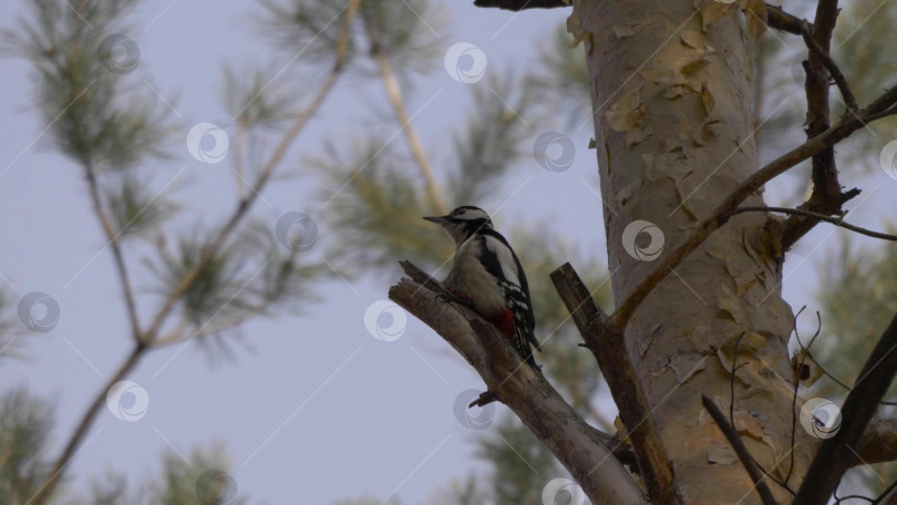 Скачать Дятел с красной головой долбит кору дерева, сидя на стволе дерева в естественной лесной обстановке, крупным планом демонстрируя поведение дикой природы. фотосток Ozero