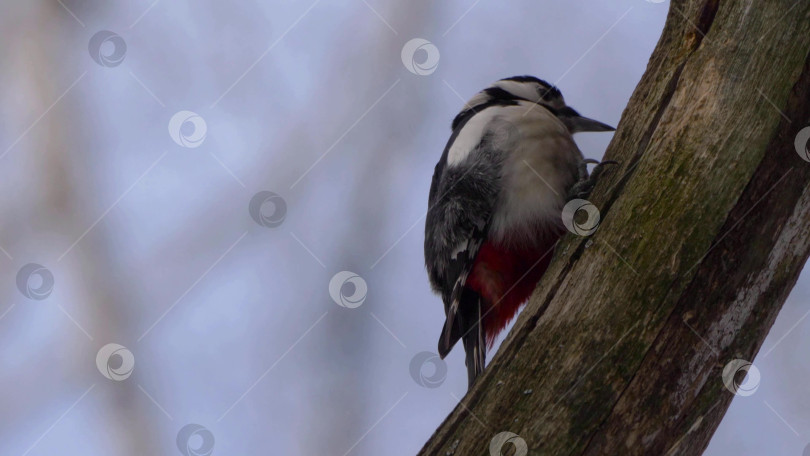 Скачать Дятел с красной головой долбит кору дерева, сидя на стволе дерева в естественной лесной обстановке, крупным планом демонстрируя поведение дикой природы. фотосток Ozero