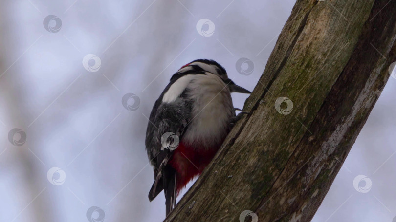 Скачать Дятел с красной головой долбит кору дерева, сидя на стволе дерева в естественной лесной обстановке, крупным планом демонстрируя поведение дикой природы. фотосток Ozero