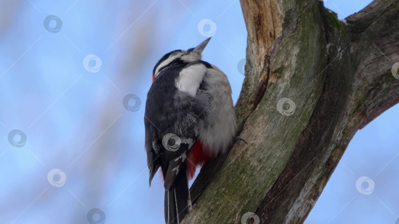 Скачать Дятел с красной головой долбит кору дерева, сидя на стволе дерева в естественной лесной обстановке, крупным планом демонстрируя поведение дикой природы. фотосток Ozero