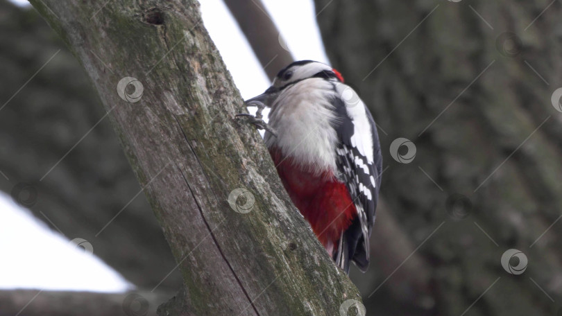 Скачать Дятел с красной головой долбит кору дерева, сидя на стволе дерева в естественной лесной обстановке, крупным планом демонстрируя поведение дикой природы. фотосток Ozero