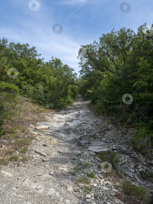 Скачать Лесная грунтовая дорога тянется до самого горизонта, вдали видны море и небо, сочетающие лесной ландшафт с прибрежными пейзажами и открытым пространством фотосток Ozero