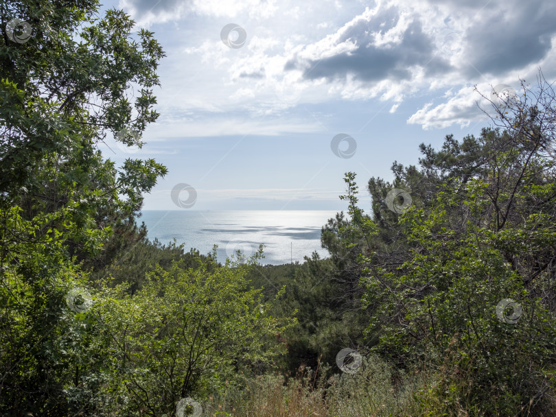 Скачать Дикий пляж на побережье поселка Кабардинка, Россия, со скалами, деревьями и природными пейзажами, демонстрирующими нетронутый прибрежный ландшафт и морскую среду обитания фотосток Ozero