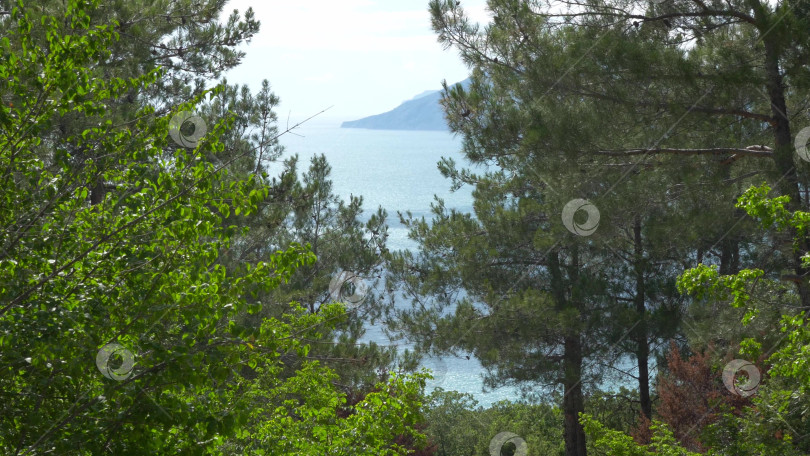 Скачать Дикий пляж на побережье поселка Кабардинка, Россия, со скалами, деревьями и природными пейзажами, демонстрирующими нетронутый прибрежный ландшафт и морскую среду обитания фотосток Ozero