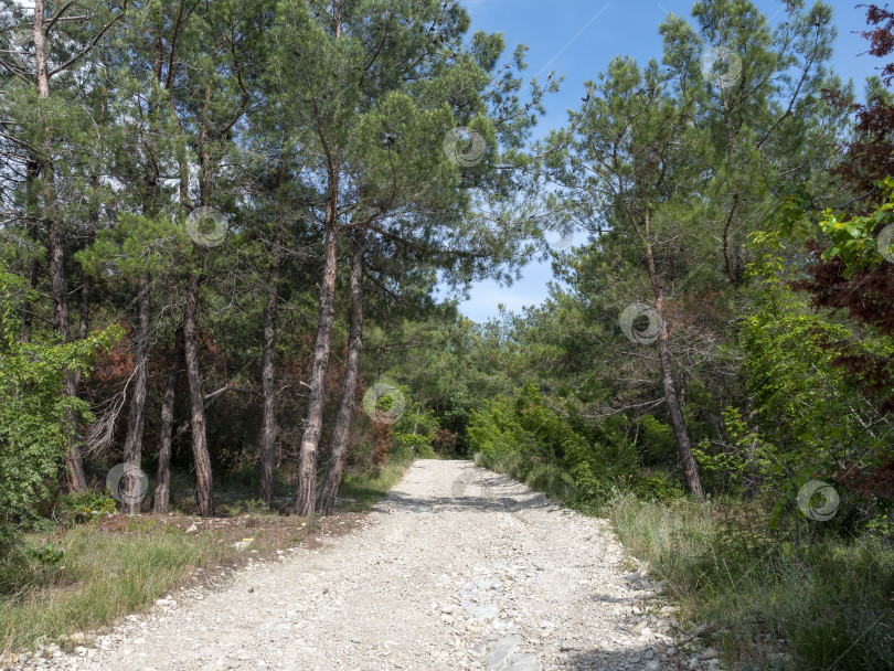 Скачать Лесная грунтовая дорога тянется до самого горизонта, вдали видны море и небо, сочетающие лесной ландшафт с прибрежными пейзажами и открытым пространством фотосток Ozero