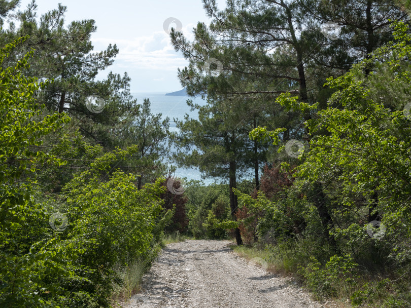 Скачать Лесная грунтовая дорога тянется до самого горизонта, вдали видны море и небо, сочетающие лесной ландшафт с прибрежными пейзажами и открытым пространством фотосток Ozero