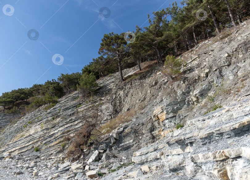 Скачать Дикий пляж на побережье поселка Кабардинка, Россия, со скалами, деревьями и природными пейзажами, демонстрирующими нетронутый прибрежный ландшафт и морскую среду обитания фотосток Ozero
