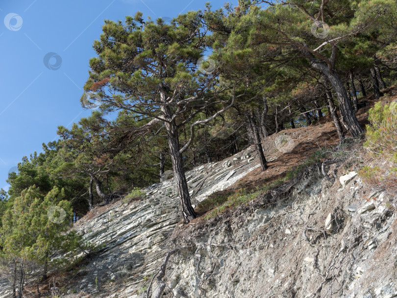 Скачать Дикий пляж на побережье поселка Кабардинка, Россия, со скалами, деревьями и природными пейзажами, демонстрирующими нетронутый прибрежный ландшафт и морскую среду обитания фотосток Ozero