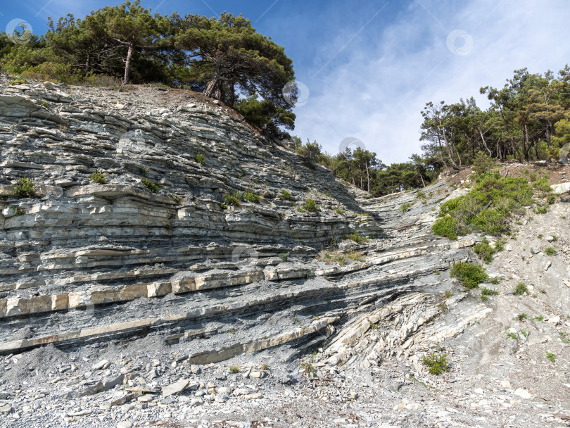 Скачать Дикий пляж на побережье поселка Кабардинка, Россия, со скалами, деревьями и природными пейзажами, демонстрирующими нетронутый прибрежный ландшафт и морскую среду обитания фотосток Ozero