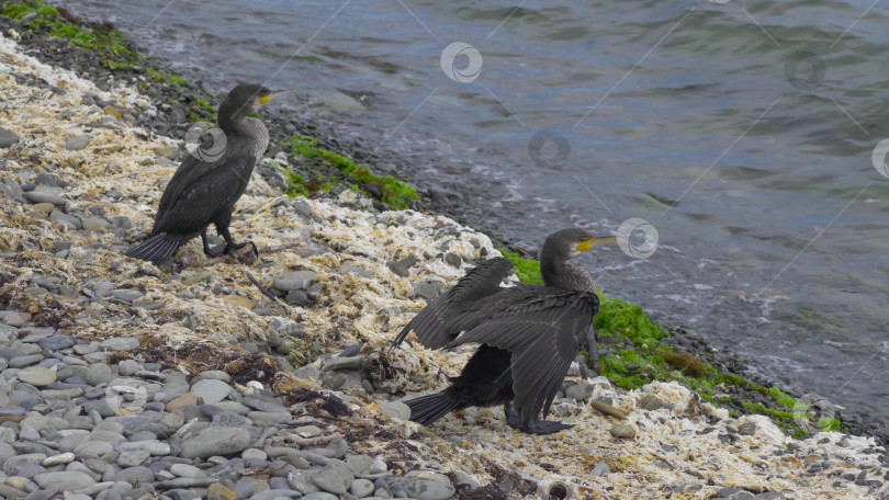 Скачать Большой баклан сидит на берегу Черного моря, расправляя и суша крылья, демонстрируя прибрежную дикую природу и естественную приморскую среду обитания. фотосток Ozero
