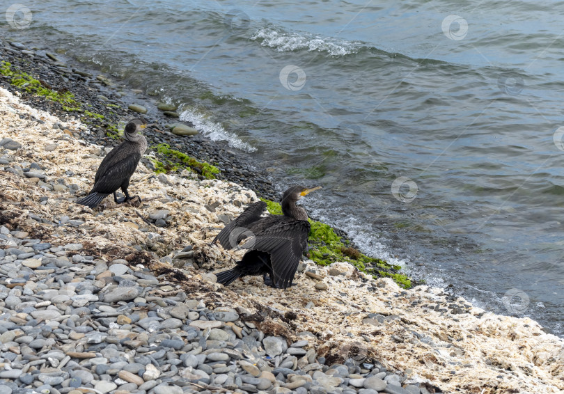 Скачать Большой баклан сидит на берегу Черного моря, расправляя и суша крылья, демонстрируя прибрежную дикую природу и естественную приморскую среду обитания. фотосток Ozero