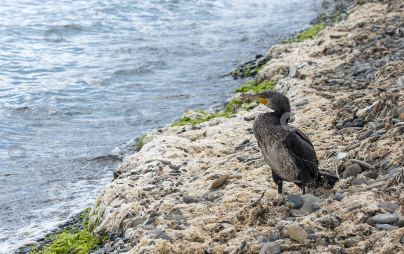 Скачать Большой баклан сидит на берегу Черного моря, расправляя и суша крылья, демонстрируя прибрежную дикую природу и естественную приморскую среду обитания. фотосток Ozero