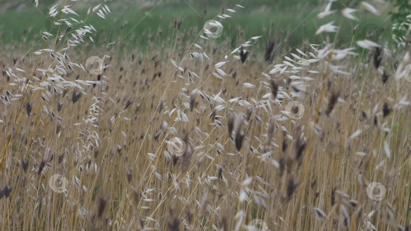 Скачать Поле с зеленой травой и небольшой тропинкой, с виднеющимися на горизонте высотными зданиями, сочетающими в себе природный ландшафт и городскую застройку фотосток Ozero