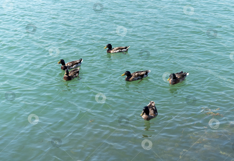 Скачать На спокойном озере, утопающем в зелени, плавают утки фотосток Ozero