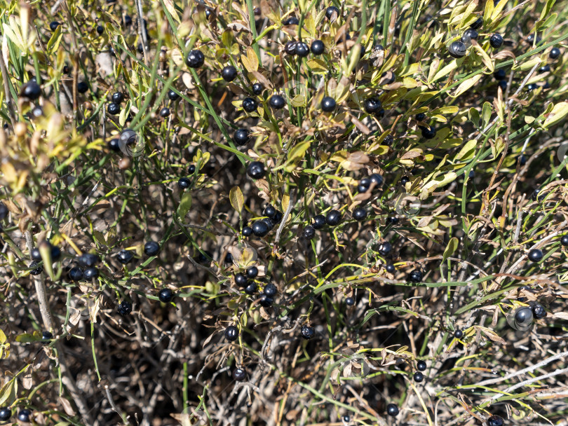 Скачать Маленькие черные лесные ягоды, растущие на склоне горы, похожие на чернику, естественная растительность в прибрежном ландшафте при летнем освещении фотосток Ozero