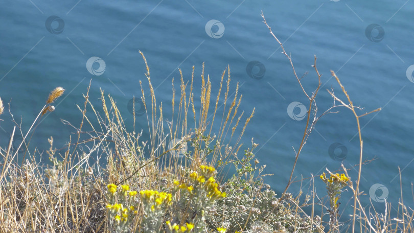 Скачать Желтые полевые цветы и трава на переднем плане, море на заднем плане, летний луг и прибрежный пейзаж, природа и цветочная концепция. фотосток Ozero