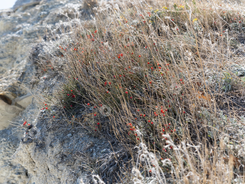 Скачать Маленькие красные ягоды, растущие на ветке дерева в лесу, естественная лесная растительность фотосток Ozero