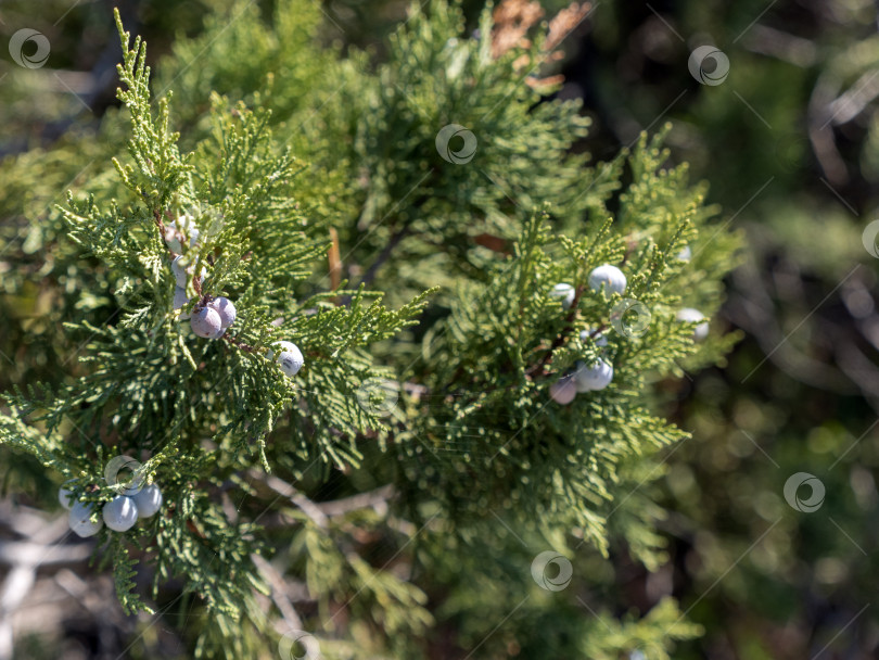 Скачать Дерево туя со спелыми шишками на фоне ясного голубого неба, пышная зеленая листва, летняя природа фотосток Ozero