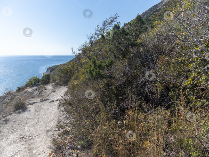 Скачать Панорамный вид на море со скалистого склона холма с соснами под ясным голубым летним небом фотосток Ozero